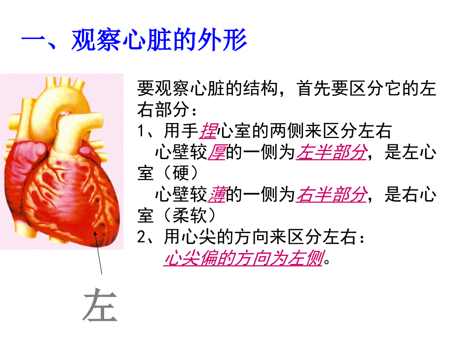 科学解剖猪心脏.ppt_第2页