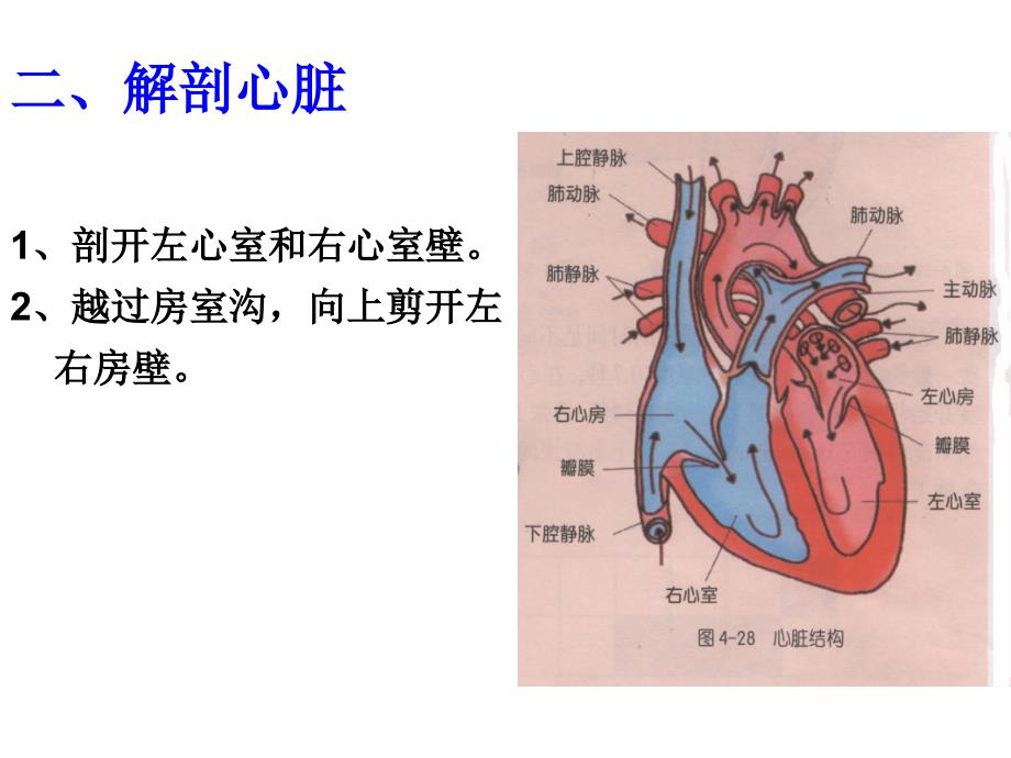 科学解剖猪心脏.ppt_第3页