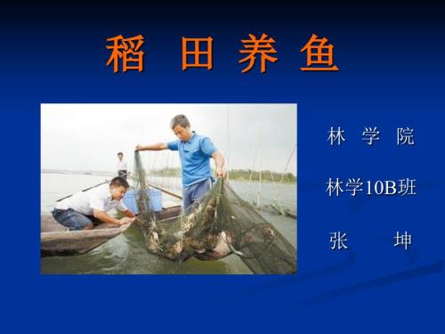 稻田养鱼PPT课件.ppt