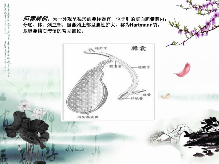 胆囊结石PPT课件.ppt_第3页
