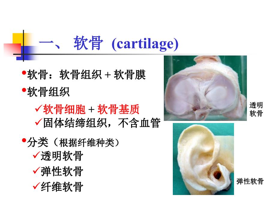 组织学软骨和骨ppt课件.ppt_第2页