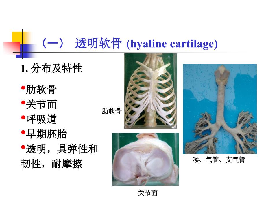 组织学软骨和骨ppt课件.ppt_第3页