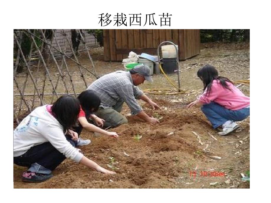 西瓜的生长过程PPT课件.ppt_第3页