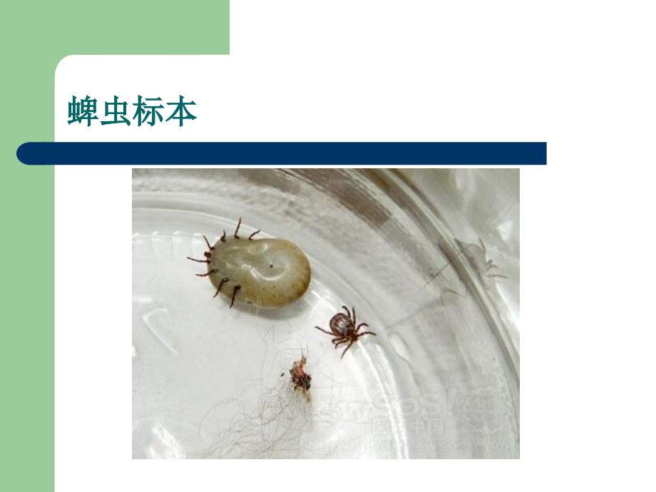 蜱虫病的预防和处理.ppt_第3页
