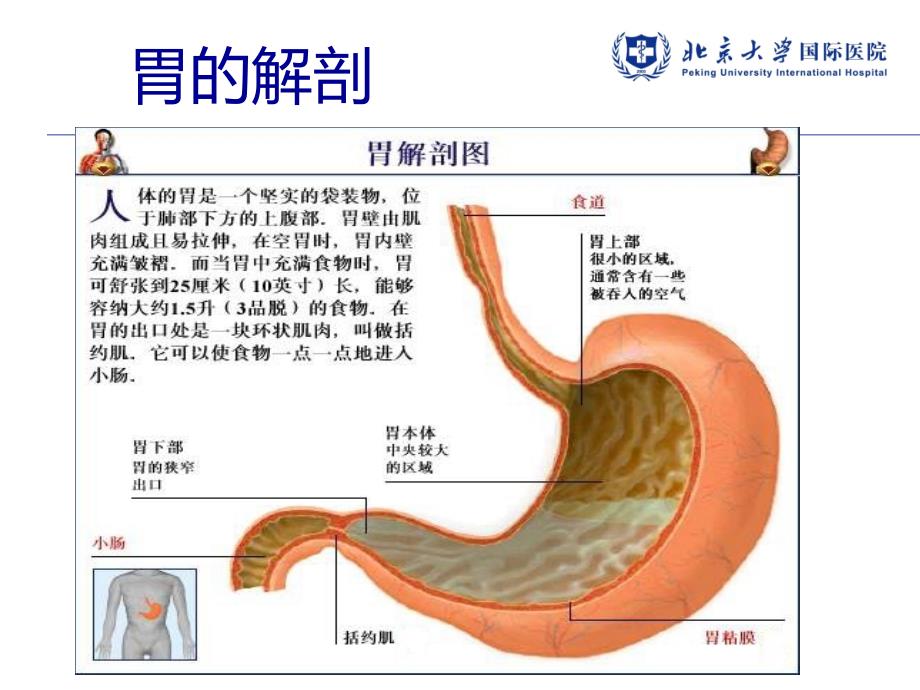 胃癌的诊治和预防.pptx_第2页