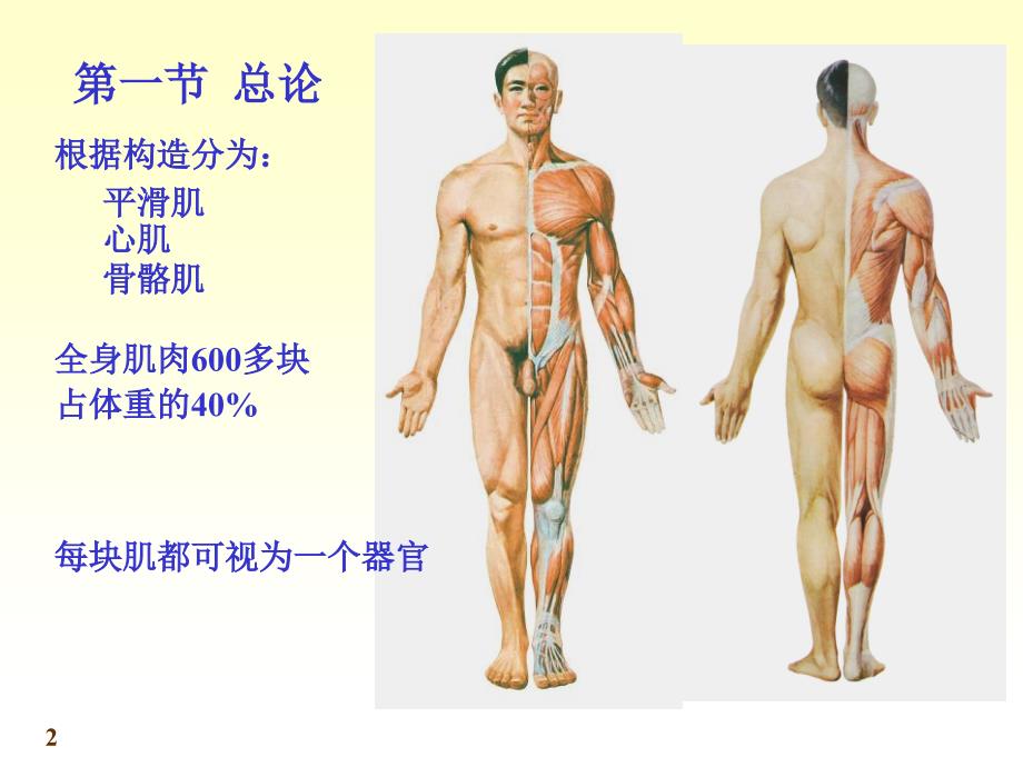 运动解剖学第6次课肌学PPT.ppt_第2页