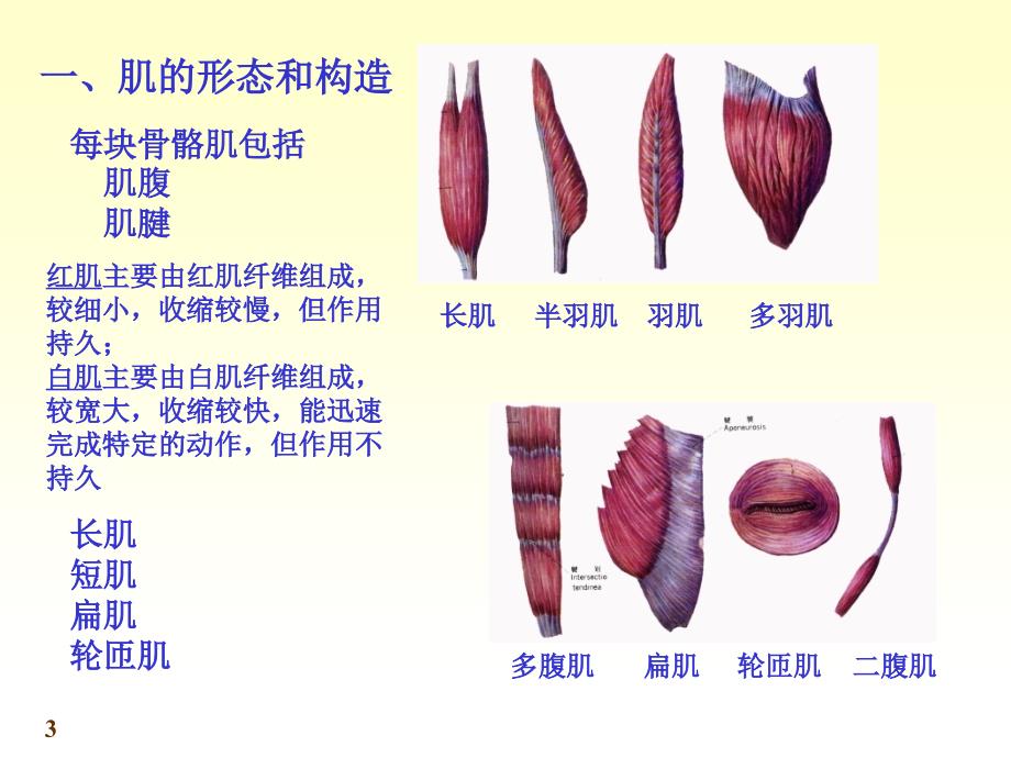运动解剖学第6次课肌学PPT.ppt_第3页