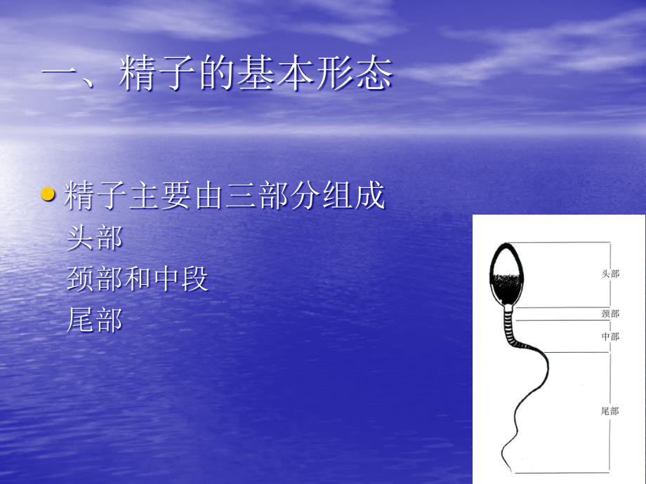 精子形态学分析的标准化.ppt_第2页