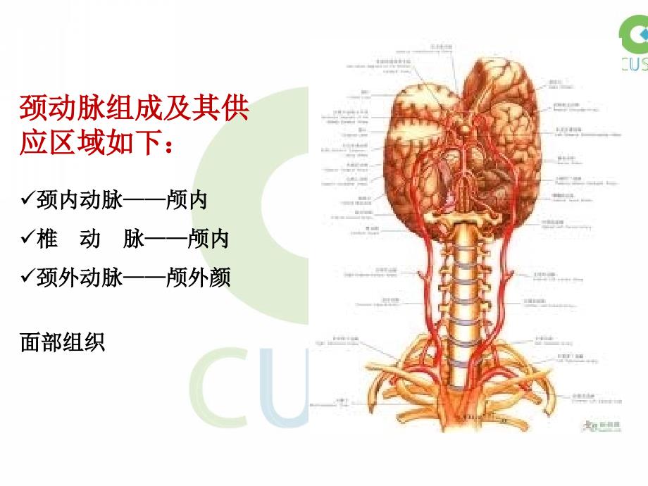 颈动脉超声检查PPT课件.ppt_第2页