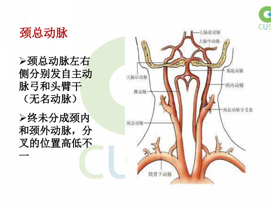 颈动脉超声检查PPT课件.ppt_第3页