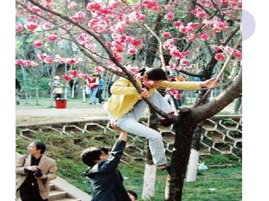 花儿好看我不摘PPT课件.ppt_第3页