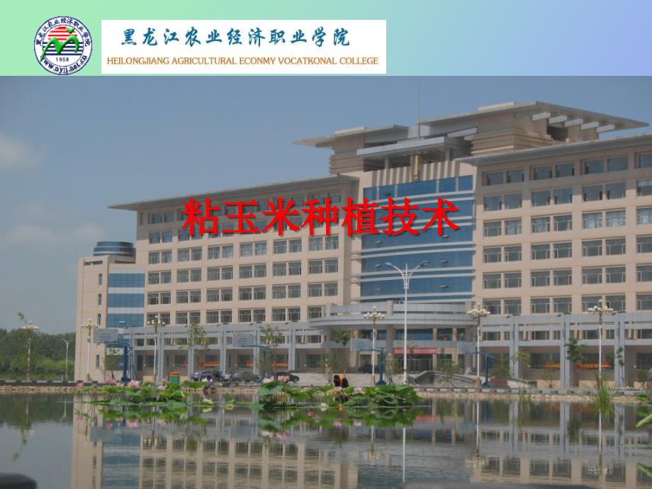 粘玉米种植技术.ppt_第1页