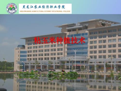 粘玉米种植技术.ppt