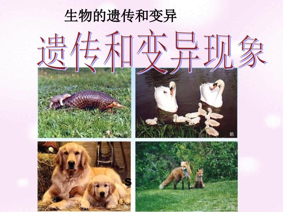 遗传和变异现象PPT课件.ppt_第1页
