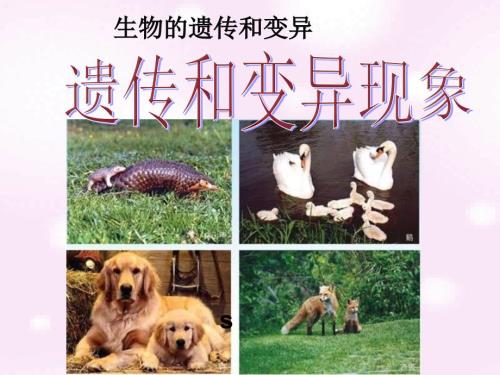 遗传和变异现象PPT课件.ppt