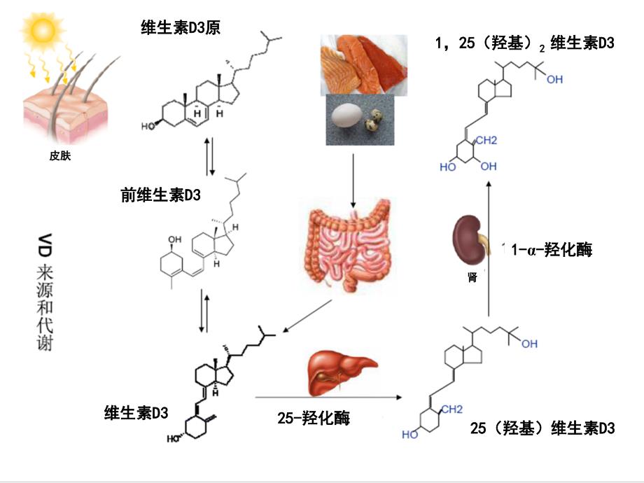 维生素D与儿科疾病.ppt_第3页
