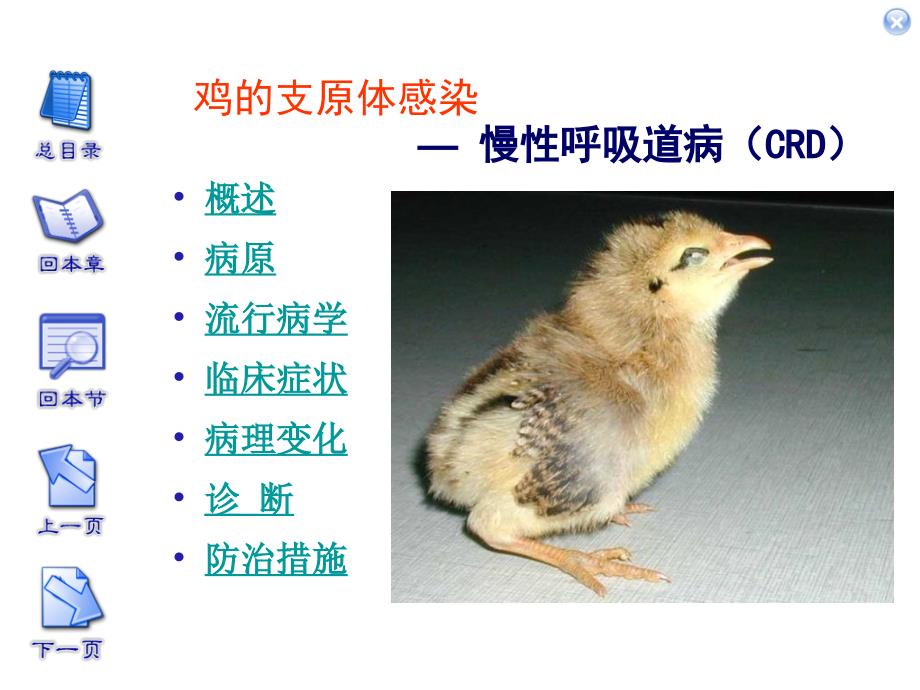 鸡的支原体感染PPT课件.ppt_第1页