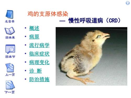 鸡的支原体感染PPT课件.ppt