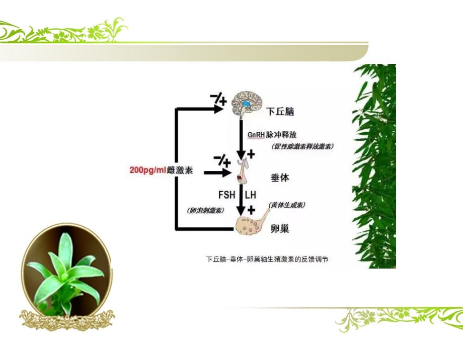 解读性激素六项PPT课件.ppt_第3页