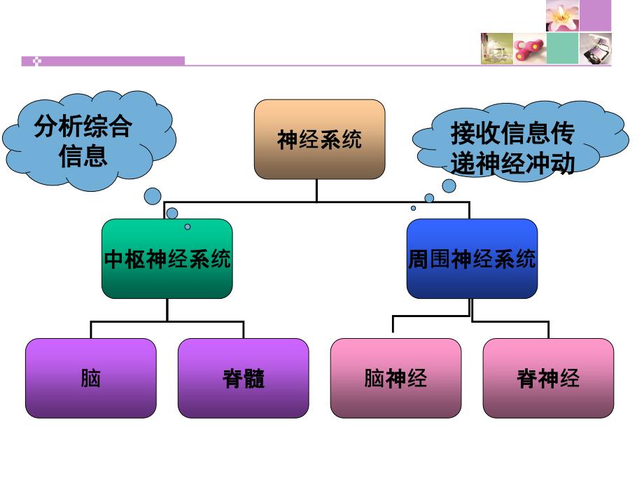 神经系统疾病常见症状体征课件.ppt_第2页