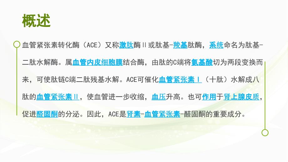 血管紧张素转化酶课件.ppt_第2页