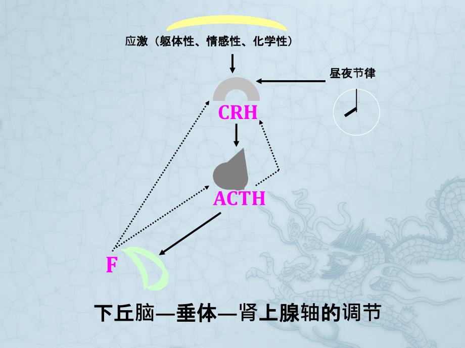 肾上腺皮质功能减退症诊断思路ppt课件.pptx_第3页