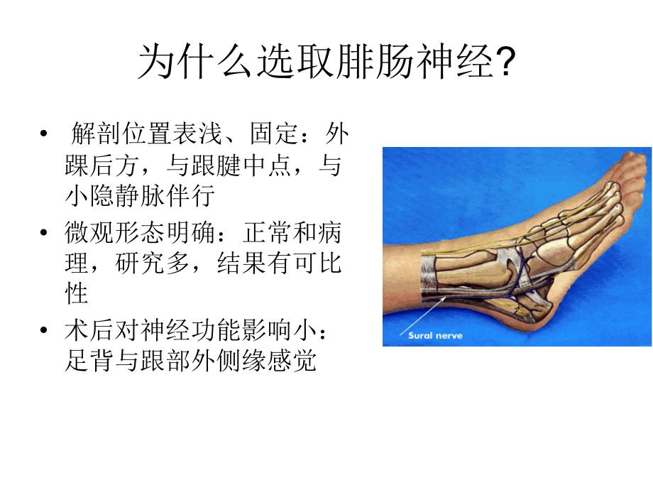 腓肠神经活检的病理读片.ppt_第3页