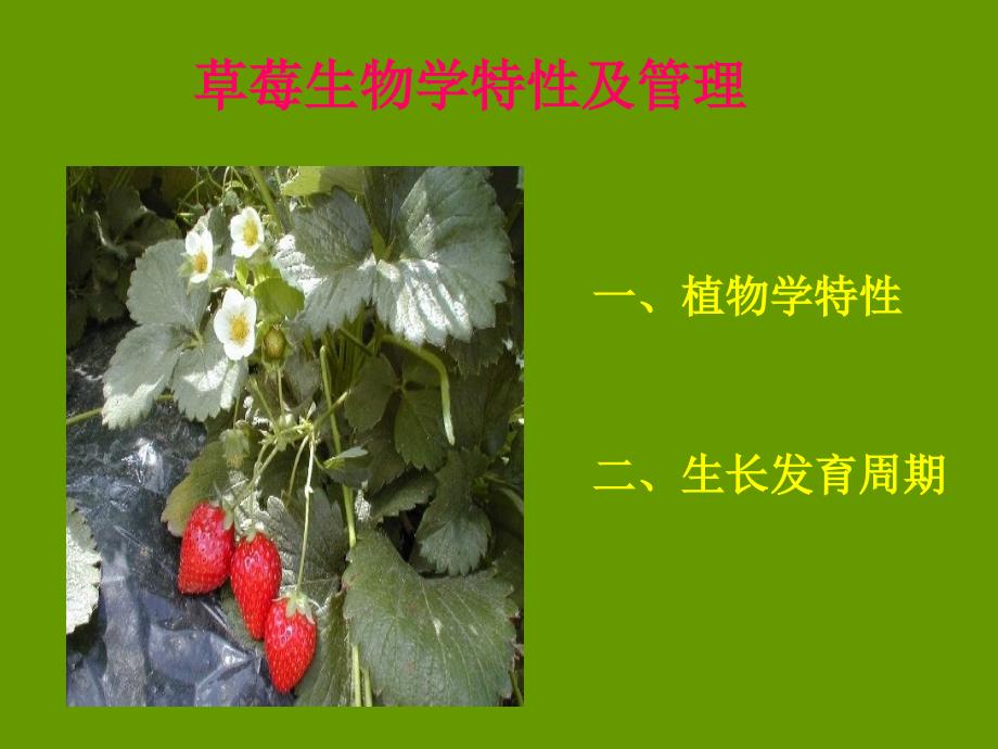 草莓生物学特性及管理.ppt_第1页