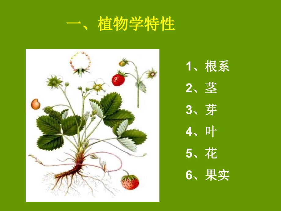 草莓生物学特性及管理.ppt_第2页