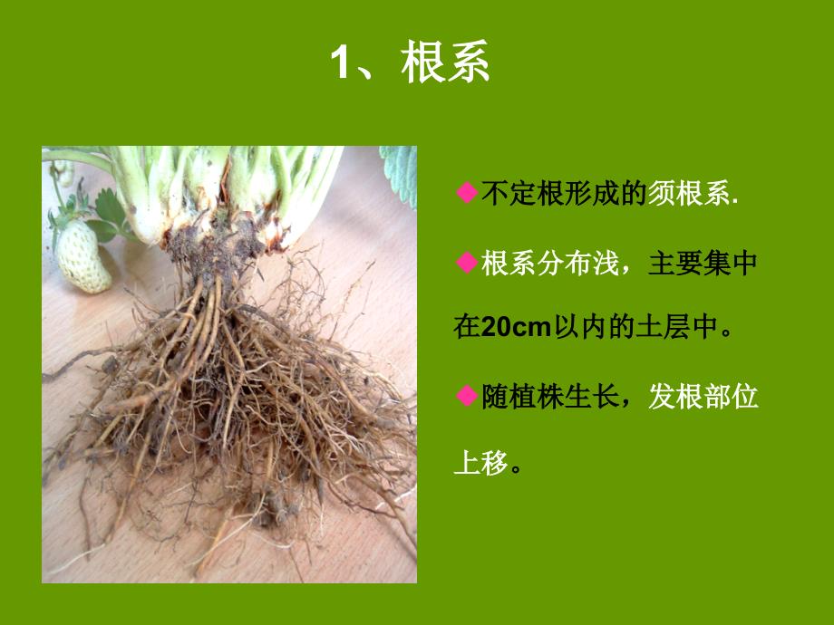 草莓生物学特性及管理.ppt_第3页