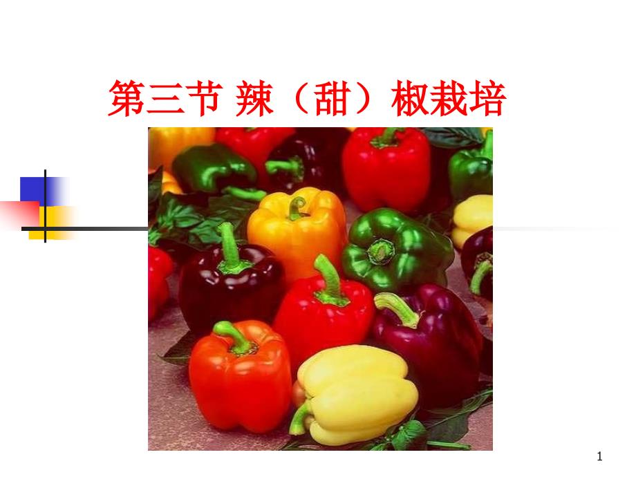 辣椒栽培PPT课件.ppt_第1页