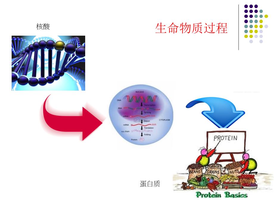 蛋白质数据库与蛋白质分析生物信息学.pptx_第3页