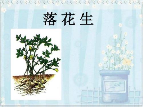 落花生说课PPT课件.ppt