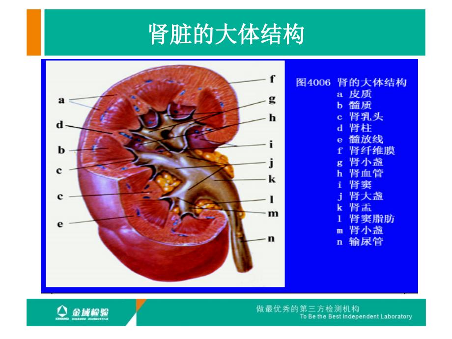 肾活检病理检查及肾脏病理基础知识.ppt_第3页