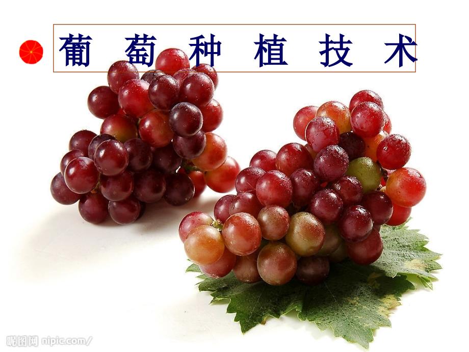 葡萄种植技术PPT课件.ppt_第1页