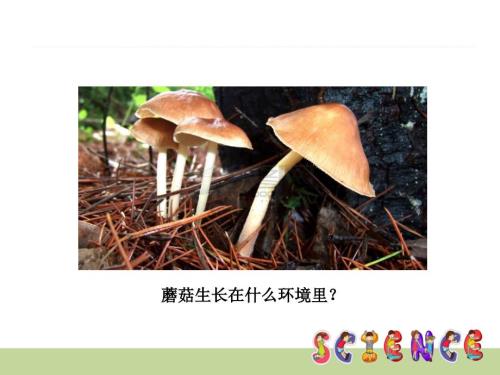 蘑菇PPT课件.ppt