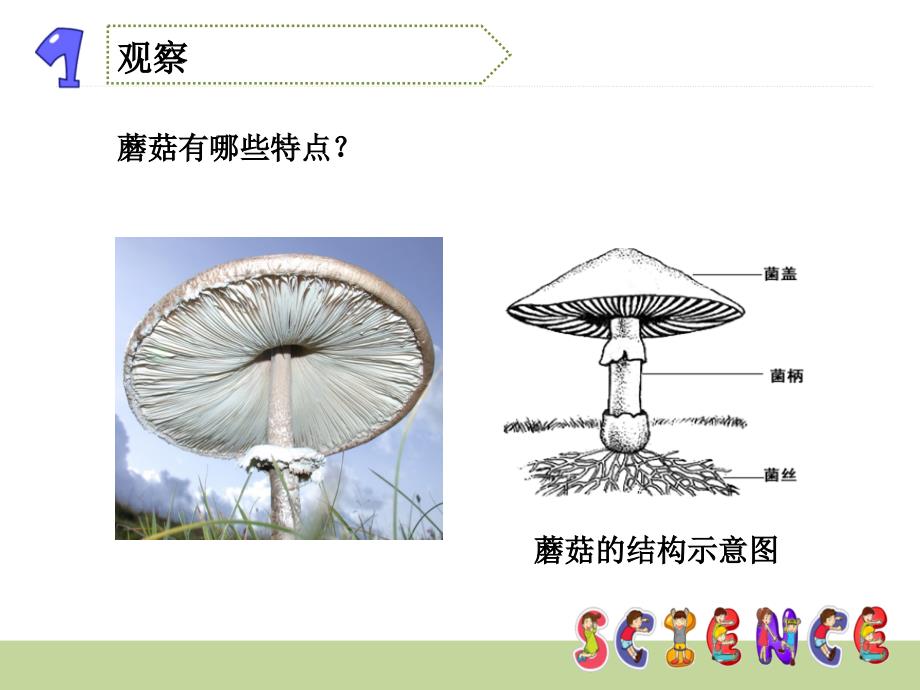 蘑菇PPT课件.ppt_第3页