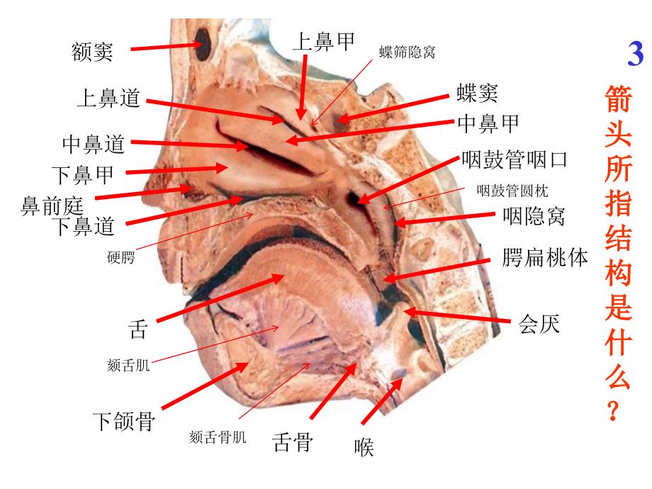 系统解剖学实验考试题全集.ppt_第3页
