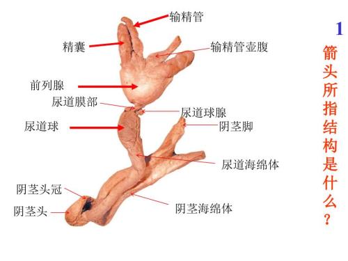 系统解剖学实验考试题全集.ppt