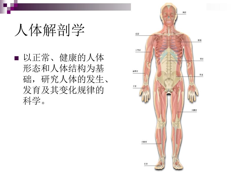 舞蹈解剖学.ppt_第3页