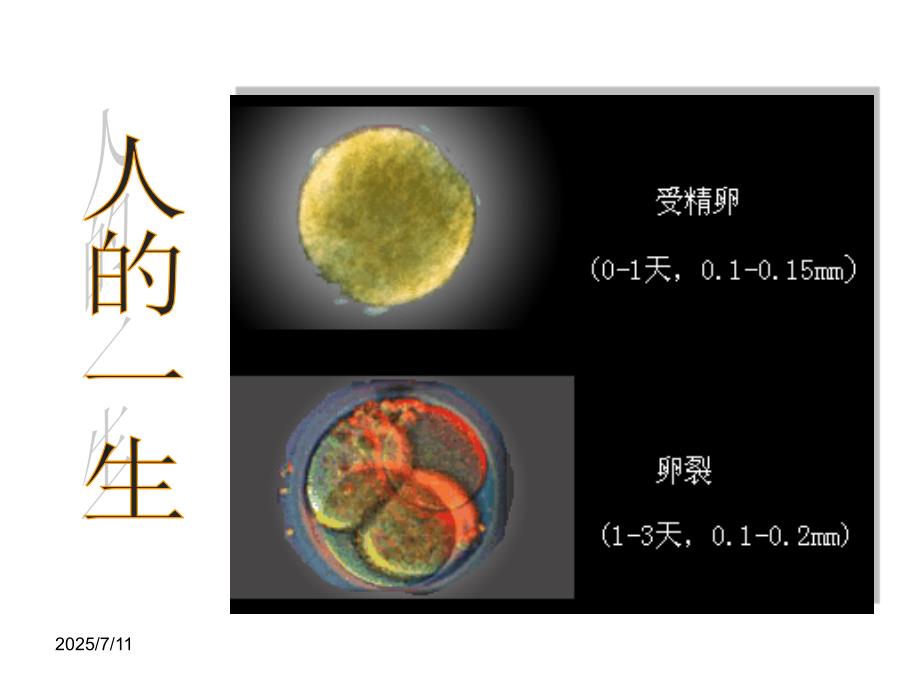 胚胎发育过程PPT课件.ppt_第2页