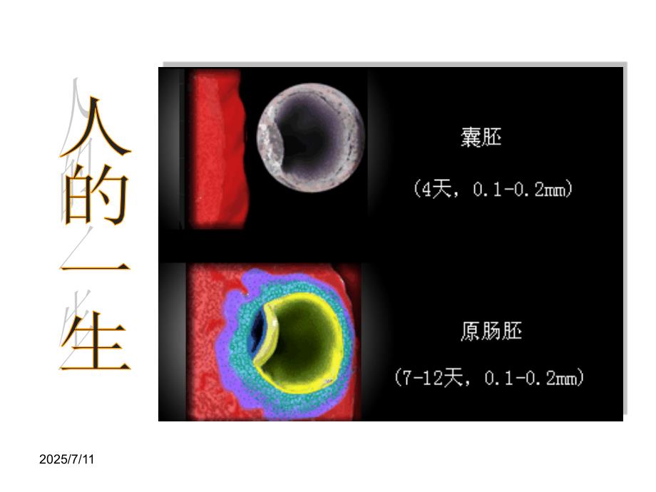 胚胎发育过程PPT课件.ppt_第3页
