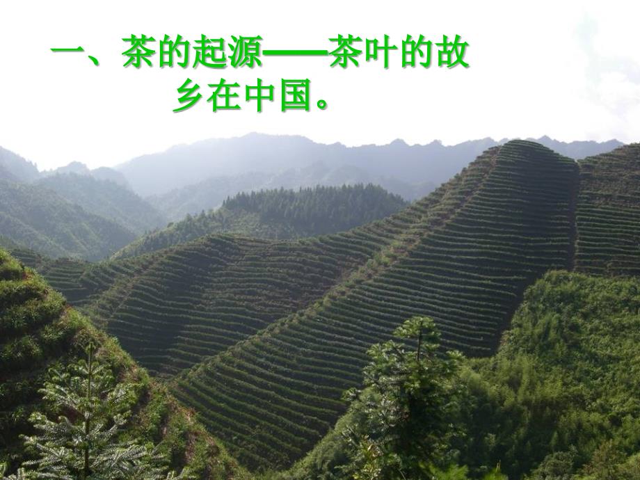 茶的有关知识PPT课件.ppt_第3页