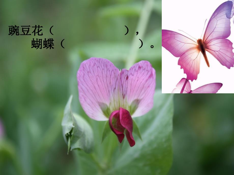 蝴蝶豌豆花ppt课件.ppt.ppt_第2页