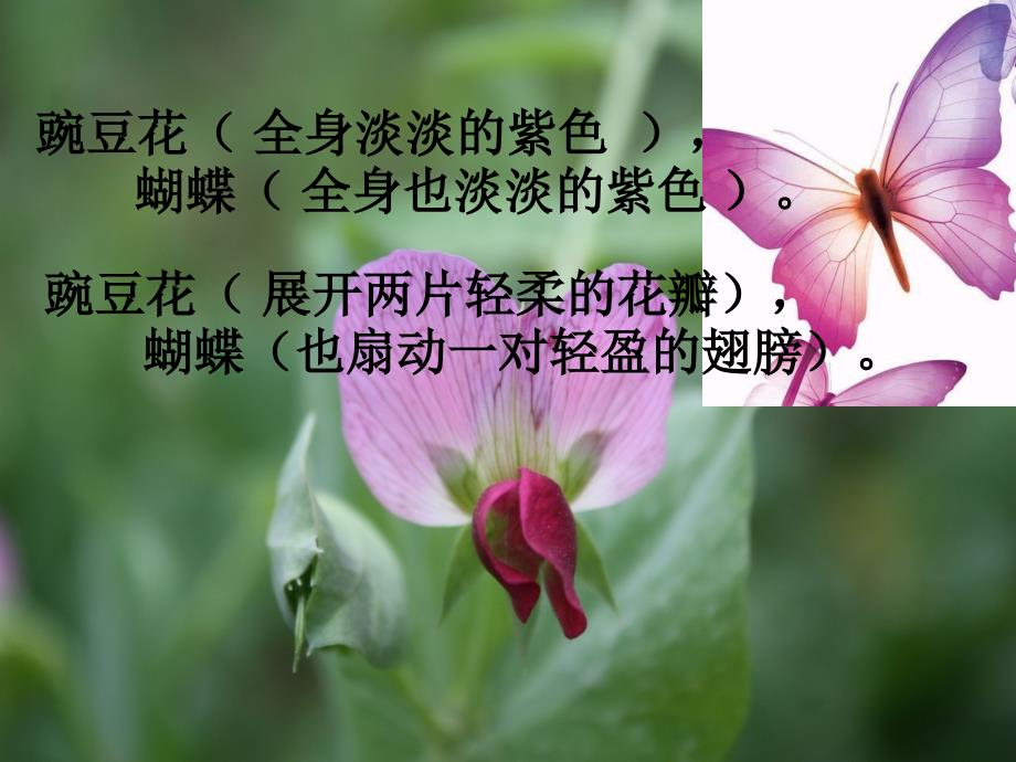 蝴蝶豌豆花ppt课件.ppt.ppt_第3页