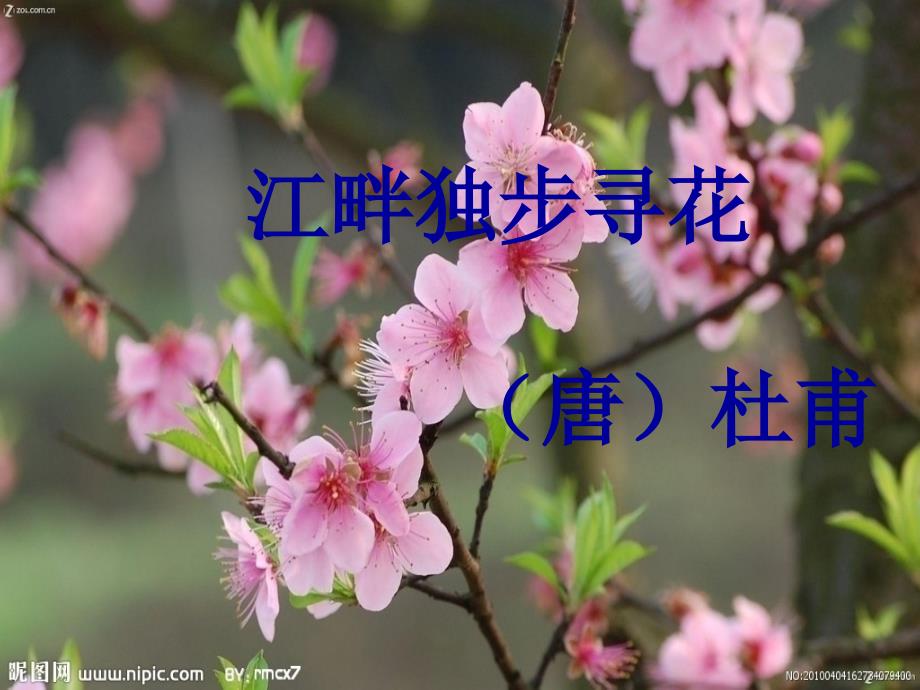 黄师塔前江水东课件江畔独步寻花.ppt_第1页