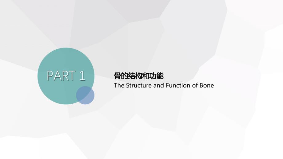 骨的结构和功能.ppt_第2页