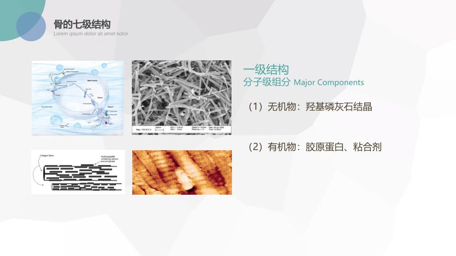 骨的结构和功能.ppt_第3页