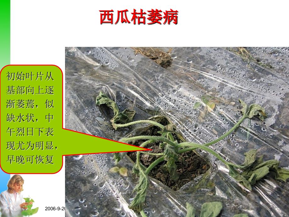 西瓜病虫害防治技术PPT课件.ppt_第3页