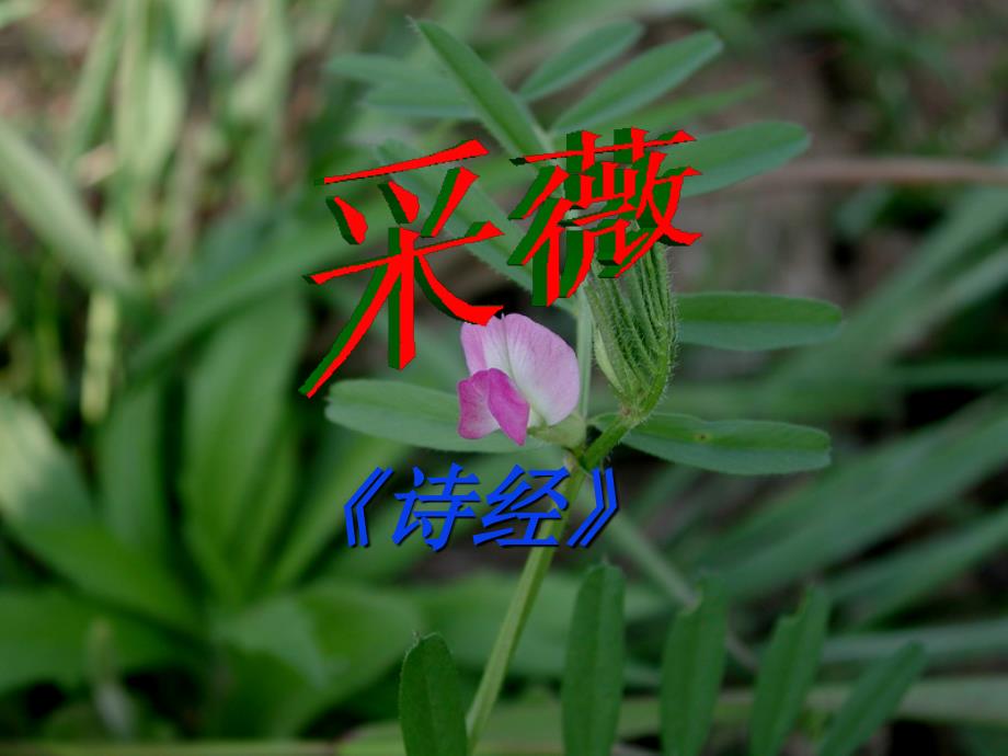 诗经采薇课件.pptx_第3页